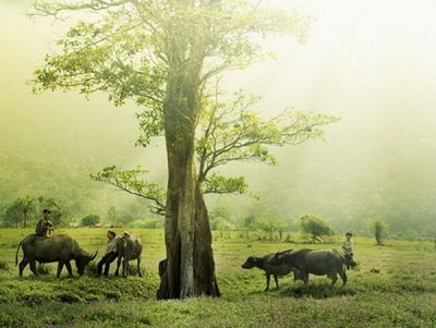 Nguồn cội tôi về