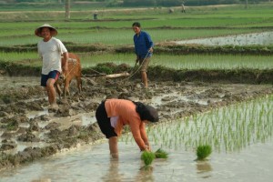 Truyen cuoi hay cay ruong cho chua Lieu